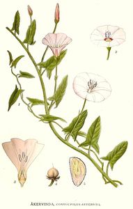 planche-liseron-akervinda-convolvulus-arvensis