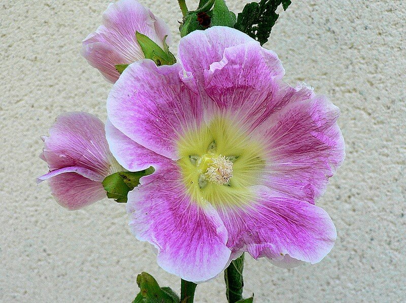 rose trémière
