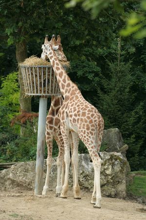 Girafe_02