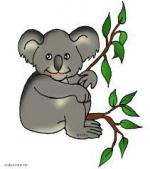 images koala