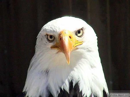 aigle