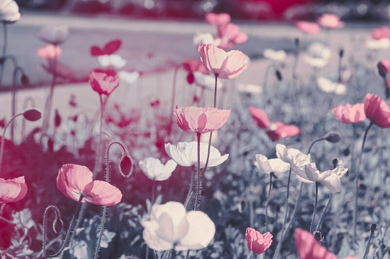 Coquelicots-vintage