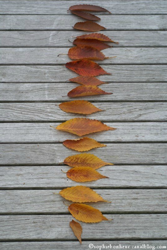 Automne déco feuilles alignées