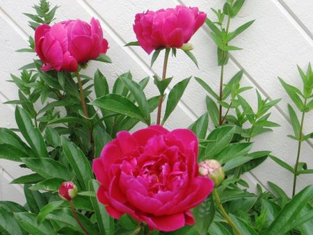 pivoines
