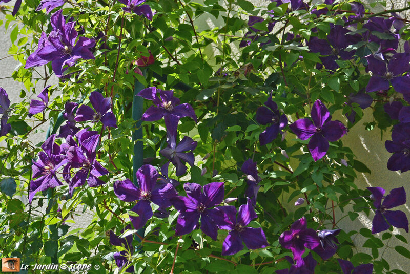 Clematis-'Viticella-polish-spirit'