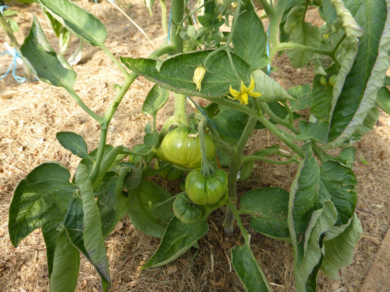 9-tomates (4)