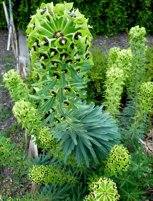 euphorbe Black Pearl