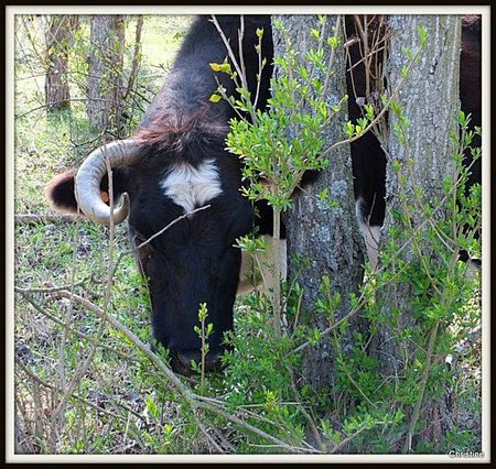 vache-bretonne-ancienne-photo-Christine-GANET