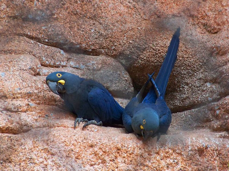 800px-Anodorhynchus_leari_-Rio_de_Janeiro_Zoo,_Brazil-8a