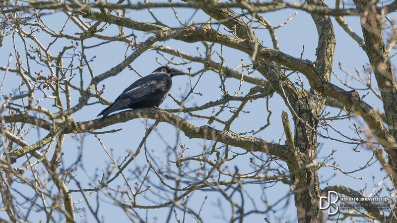 Grand Corbeau (Corvus Corax)