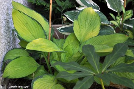 Hosta-Gold-standard