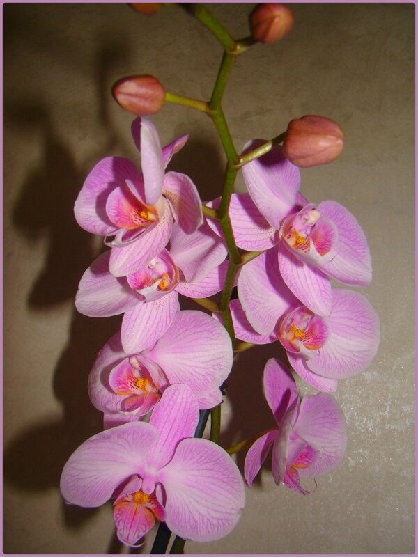 orchiviolet3