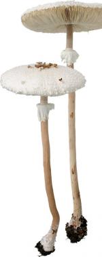 Macrolepiota detersa (mantokarakasatake) (Japan 1)