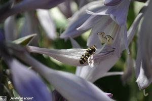 Hosta_fortunei__Aureomarginata_