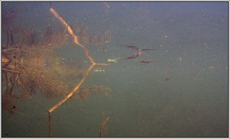 riviere_poissons_240710_1