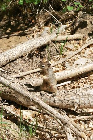 Zion National Park (14 mai 2012) (30)