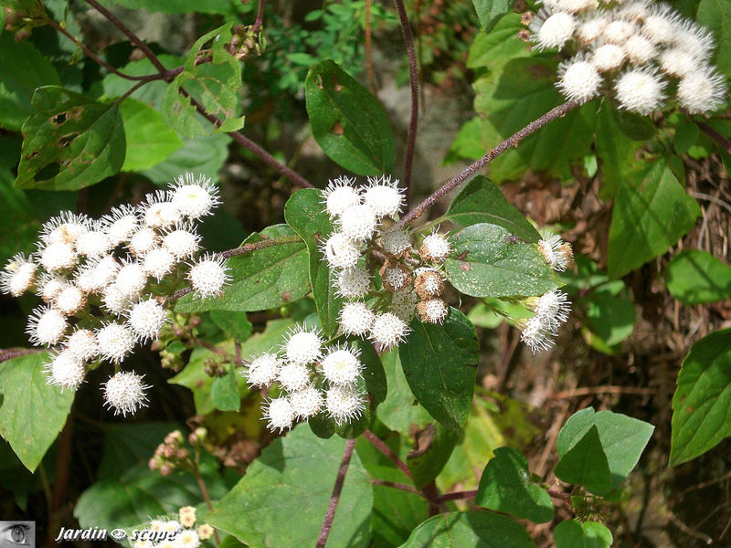 9033-Ageratina-adenophora