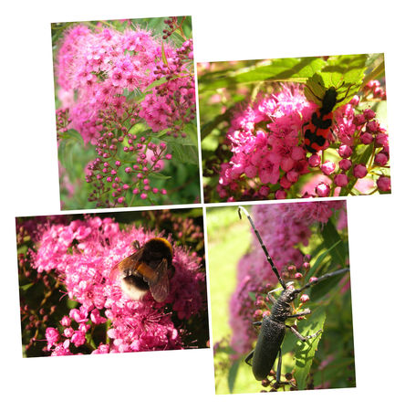 s_rie_fleur_fleur_montage