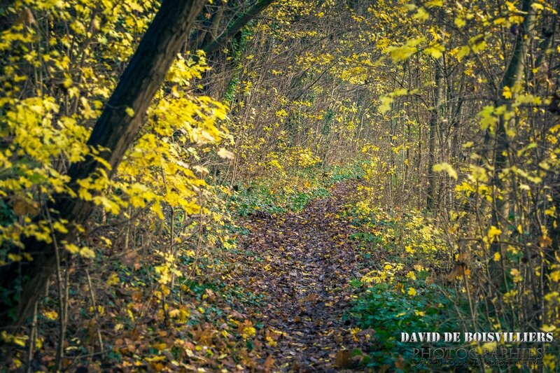 Sentier athégien en automne