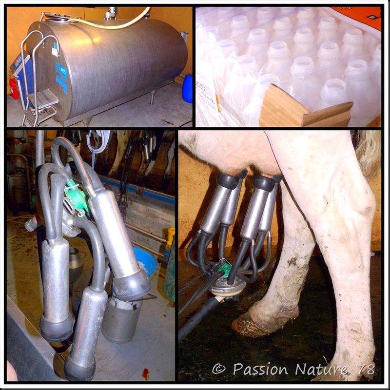 La vache Prim'Holstein (24)