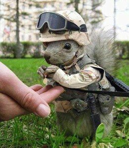 military_squirrel_1_