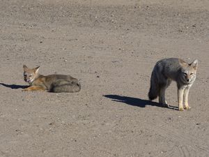 Puerto_Madryn_J2_148