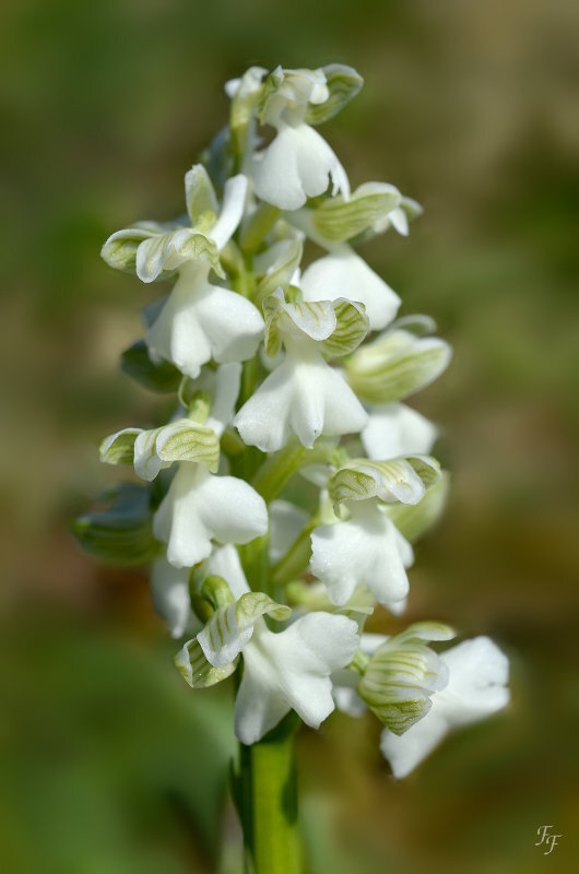 a2015_04_19_orchis_morio_blanc