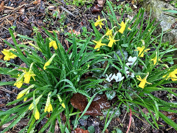 20230311 mini jonquilles sous la pluie