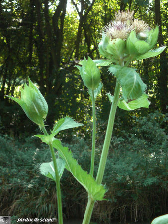 Cirsium_oleraceum