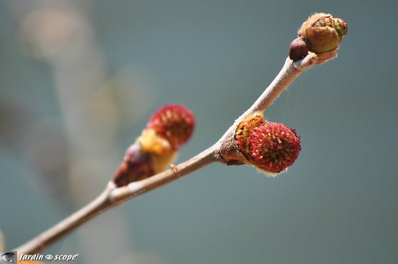 Bourgeons-de-Platane