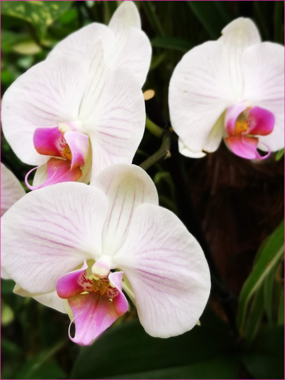 orchiblanc4