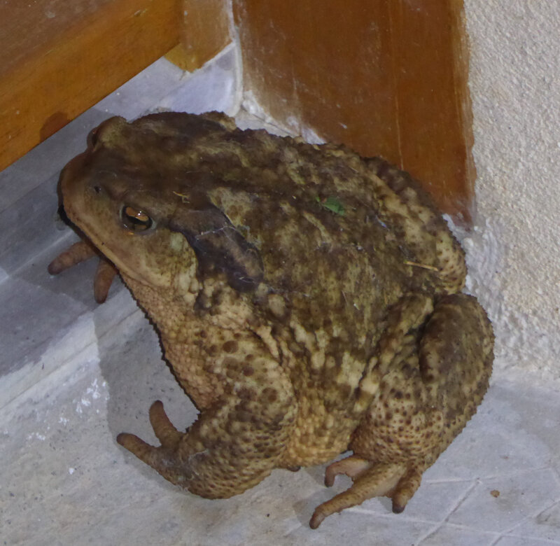 crapaud