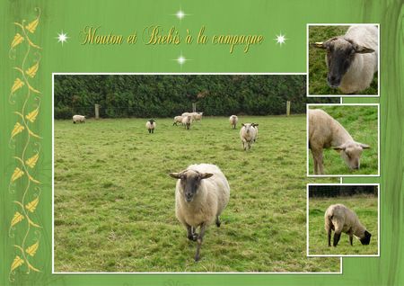 Campagne_et_animaux