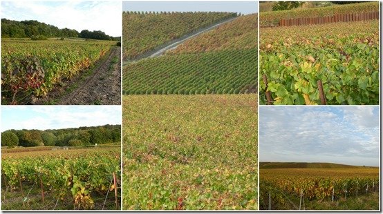 vignes octobre 20231