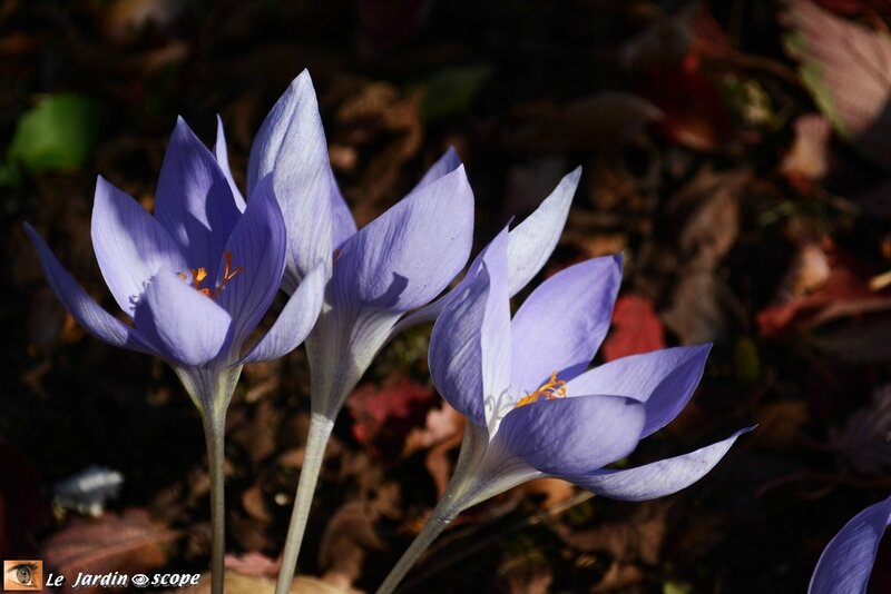 Crocus-speciosus-2