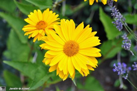 Heliopsis-helianthoides
