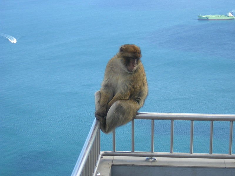 GIBRALTAR - SINGE EN LIBERTÉ