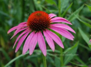 Echinacea purpurea 'Prairie Splendor' 300