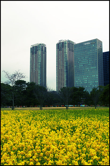 209-Hamarikyu-2