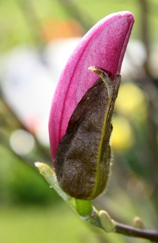 magnolia bouton