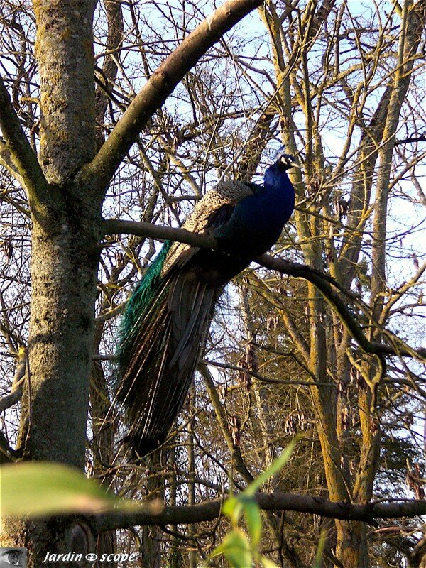 Paon bleu sur un arbre perché