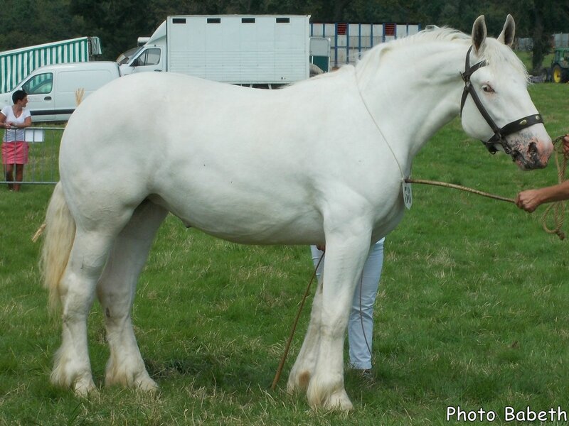 BABYLONE des Tilleuls - Concours National - Samer (62) - 26 juillet 2014 - 1ere (3 ans grandes tailles)