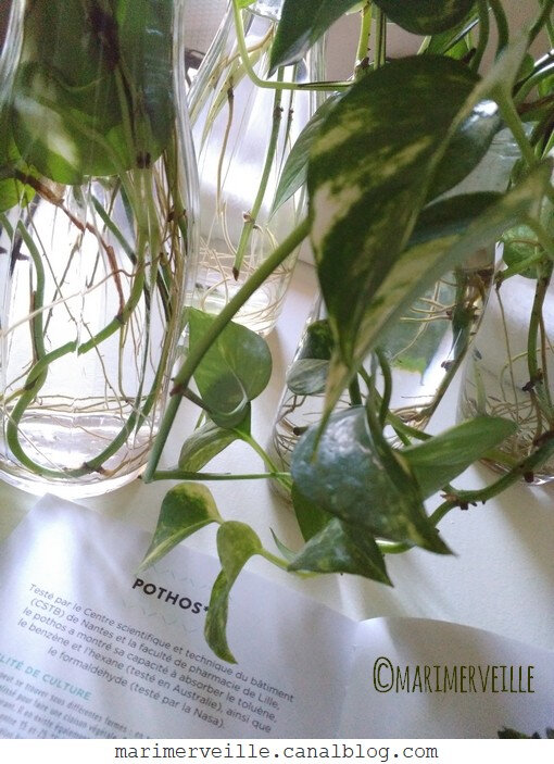 bouturer le pothos - plante dépolluante - Marimerveille