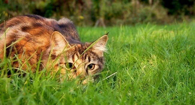 ob_8f469e_chats-et-oiseaux-lpo