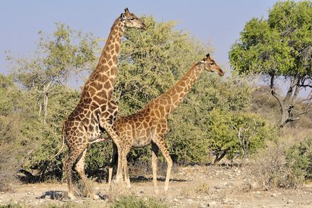 Girafes de l'Angola en accouplement, parc d'Etosha, Nambie