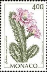 Echinocereus