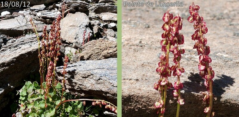 inflorescence en grappe simple dressée