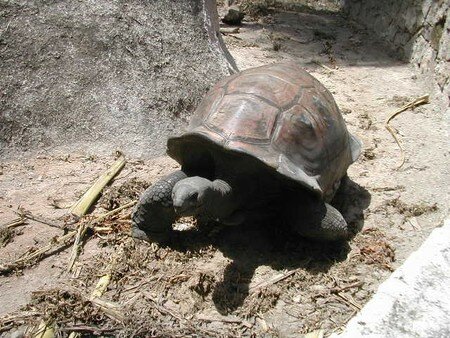 tortues_20geantes_201_1_