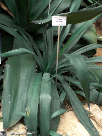 CIMG1453_Agave