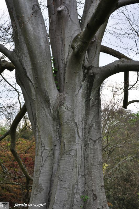 Hêtre doré de Späth - Fagus sylvatica 'Zlatia' - Fagaceae